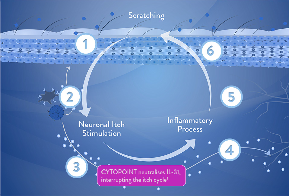 cytopoint-mode-of-action-the-itch-cycle-zoetis-ie